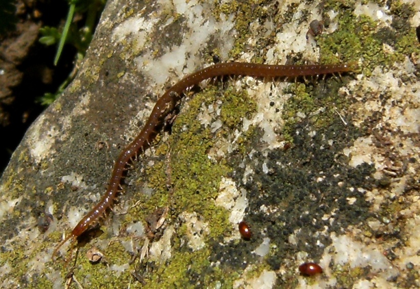 Geofilomorfo